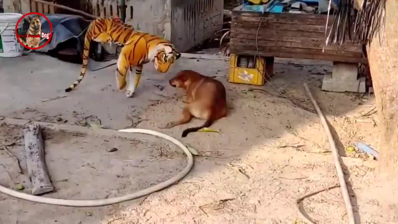 Animal prank