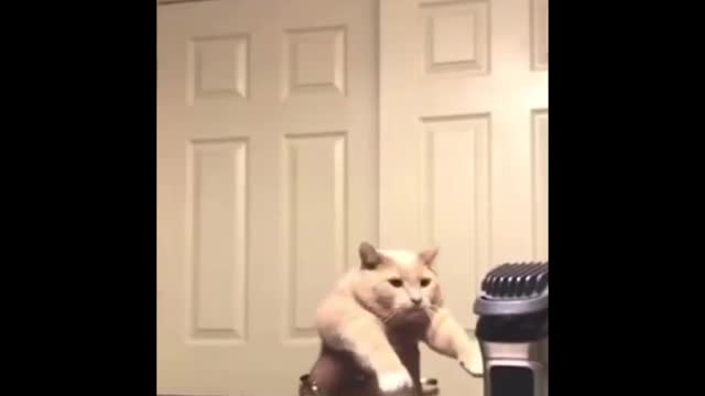 Dancing Cat