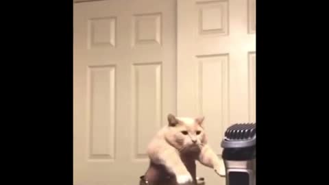 Dancing Cat