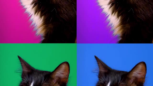 Video of a cat played four times with different colored backgrounds