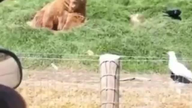 A wonderful scene of a bear playing with the children