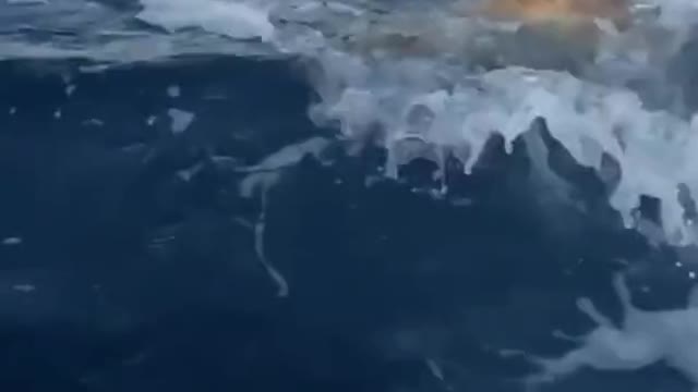 Shark hunting for a turtle, near the boat