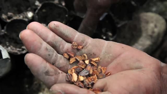 IOM Restoring Haiti's Ravaged Forests