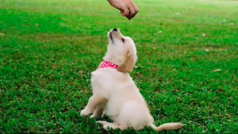 Cute dog playing with his owner 🐕🐕