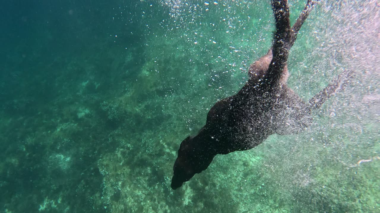 Dog Dives Down to the Seafloor