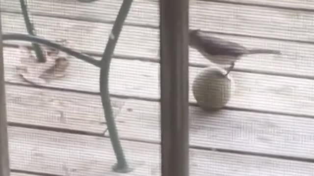 Pets Play Soccer Like They Are In The 2018 World Cup