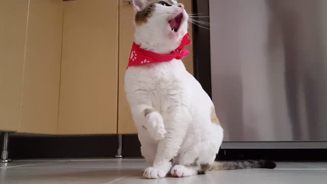 a beautiful cat taking a shower