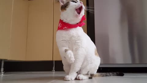 a beautiful cat taking a shower