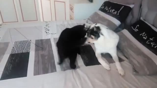 my cat is afraid of my dog_batch