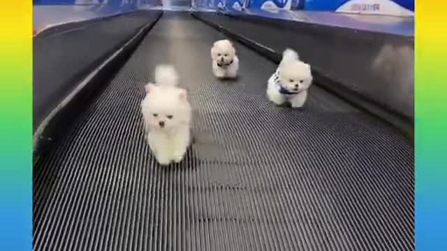 158 Cute and Funny Dog Videos Compilation_#short