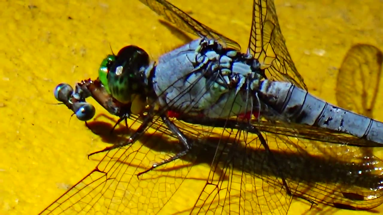 Dragonfly eats another dragonfly