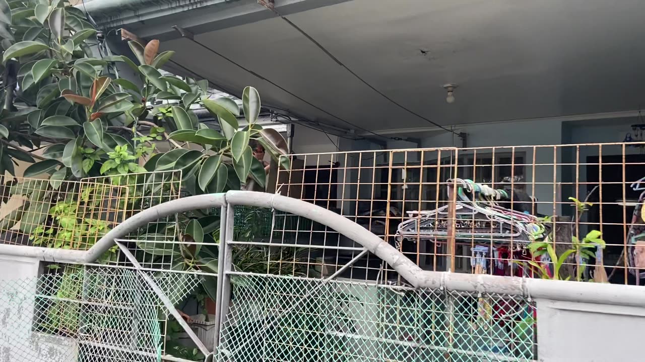 TownHouse Renovation Project Without Building Permit + Noise Attack Timed to My Passing By