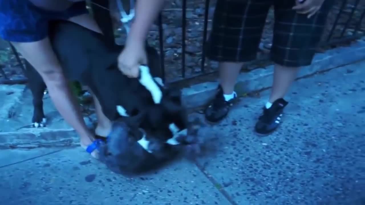 Pitbull attack Dogs - compilation 2014