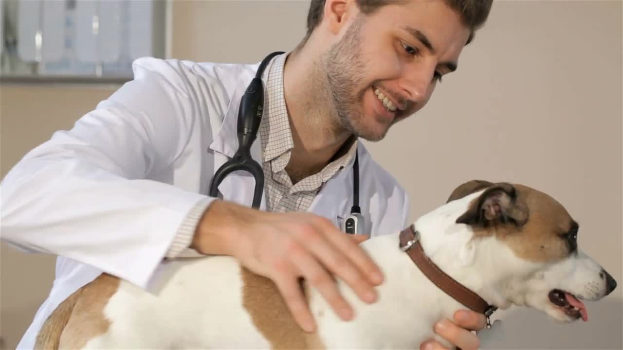 Young male vet doctor holding the dog on the vet table