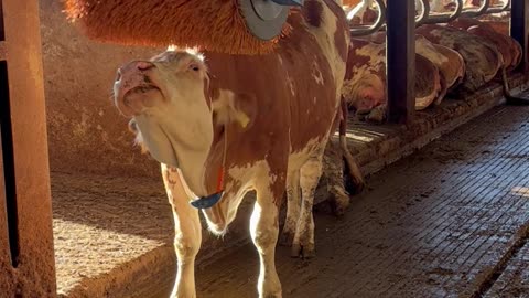 Cow Enjoys Some Time With the Cattle Brush