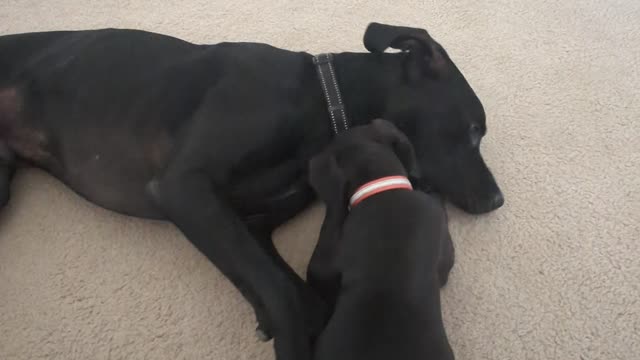 Couple of Great Danes Playing