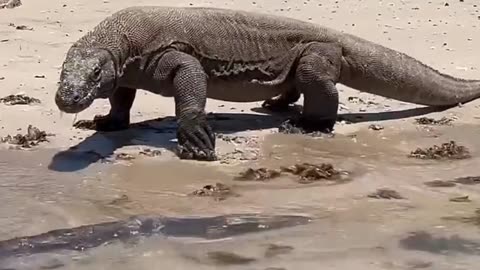 😱Komodo dragons checking out what the sea brought