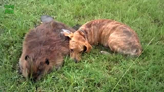 Dogs Mourning the Loss of a Friend Compilation 2014 NEW HD
