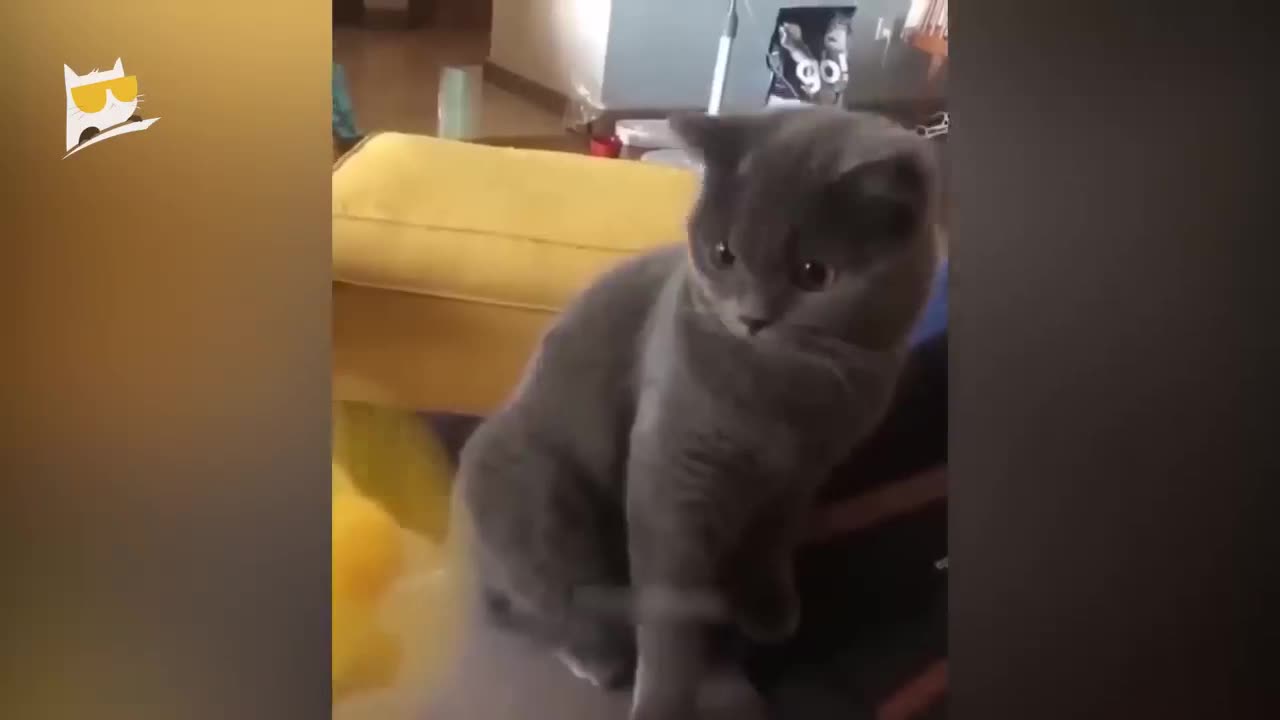 Funniest animals 2023 🐱In tiktok 😂 Funny and Fails Pets Video #28