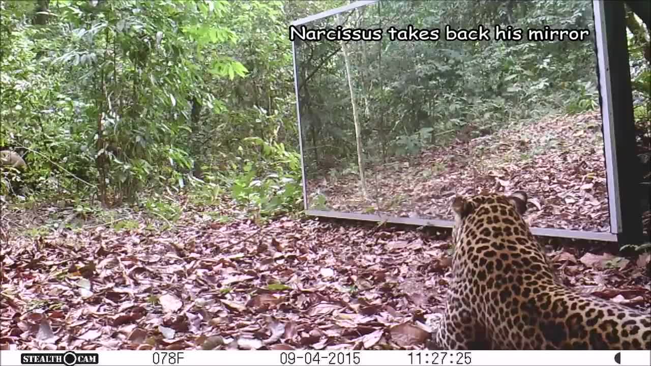 Gabon' Jungle: An Elephants Family Refuses To Share A Big Mirror With A Leopard (Short Version)