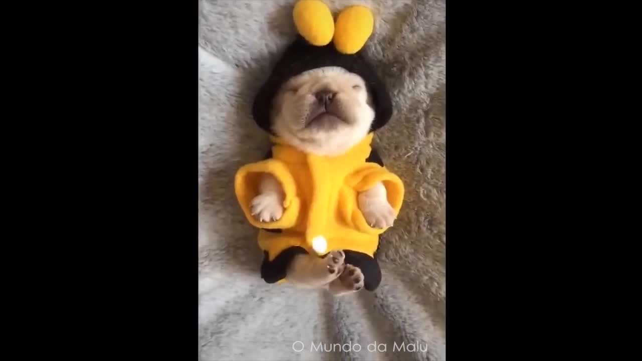 PUPPIES PUPPIES Cute Puppies Cute Puppies Doing Funny HD