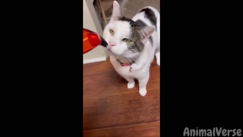 Best Funny Cats & Dogs Videos🥰