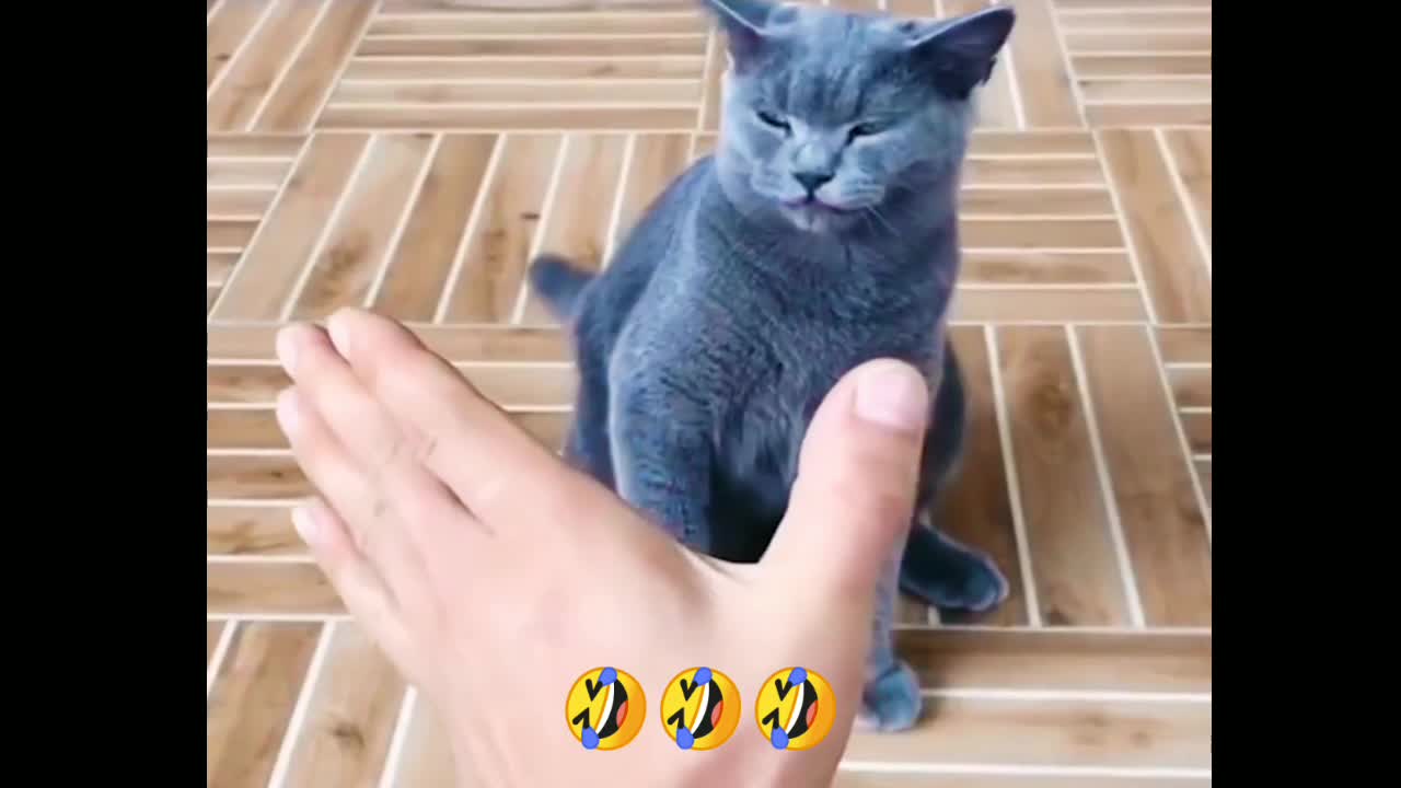 BabyCats And Dogs 🤣 Cute and Funny Videos Compilation