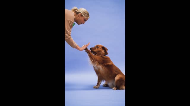 dog training