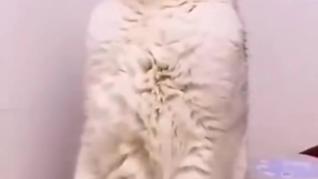 Why begin to weep cats