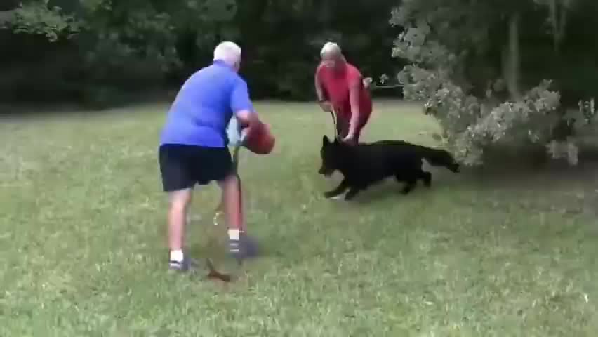 Aggressive dog training