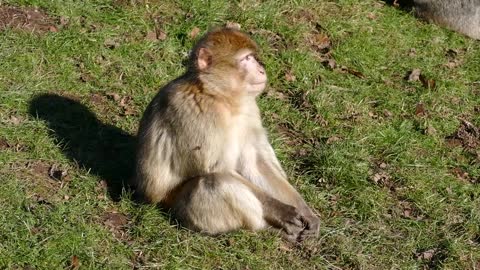 Monkeys on a picnic