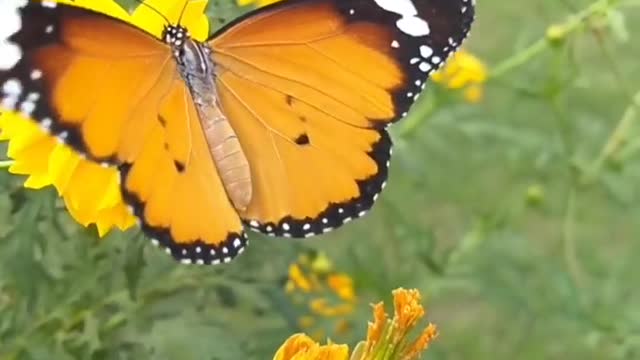 Flower and butterfly