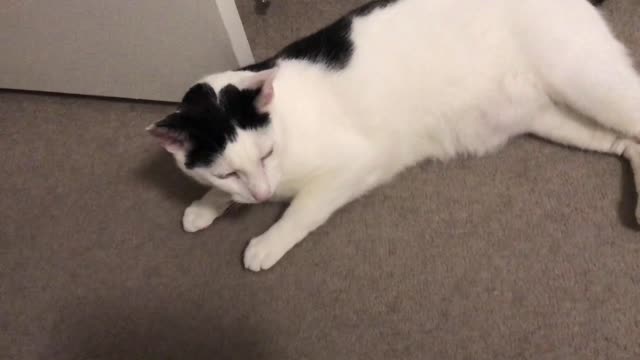 This cat keeps melting