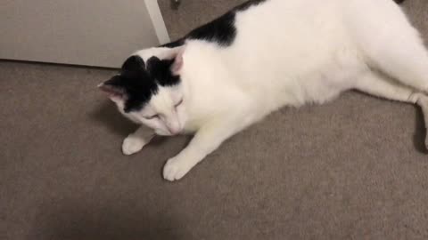 This cat keeps melting