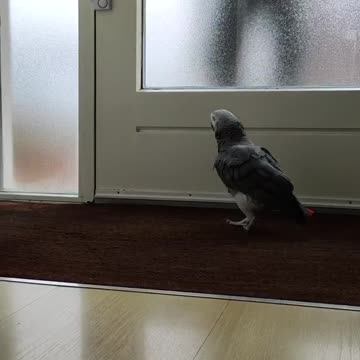 Parrot welcomes daddy at the front door