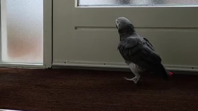 Parrot welcomes daddy at the front door