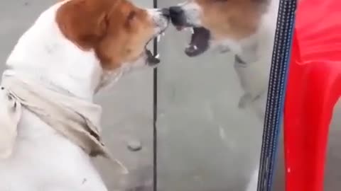 This dog got a mirror and he saw himself for the first time. He was so cute! What a lovely video!