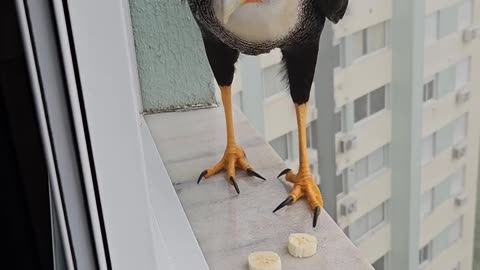 Feeding A Friendly Falcon