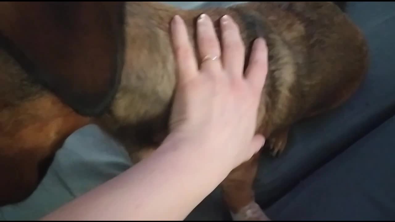 Dog adorably asks for massage 2