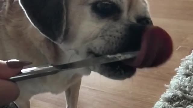 Pug licks knife in slow motion