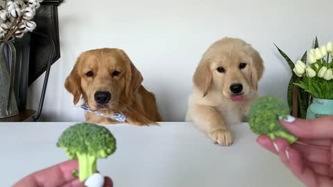 Dog Reviews Food with baby Puppy 😍