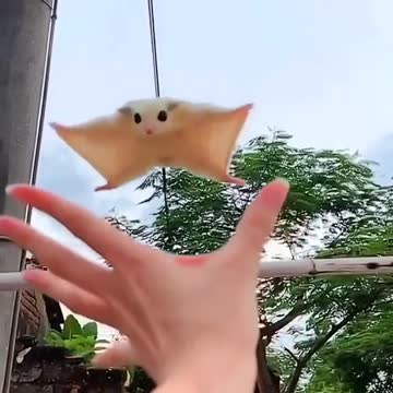 I can't stop watching this. #animals #cute