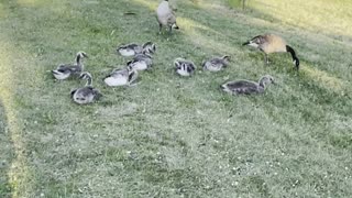 Geese chicks cross road in park