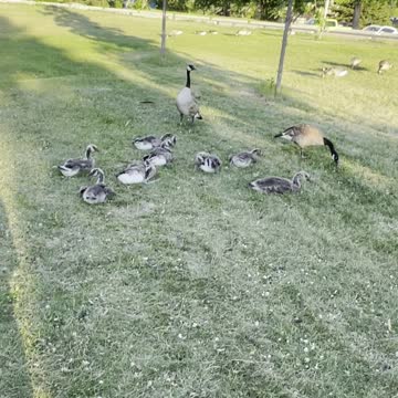 Geese chicks cross road in park