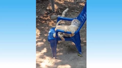 Funny`s Cats Five