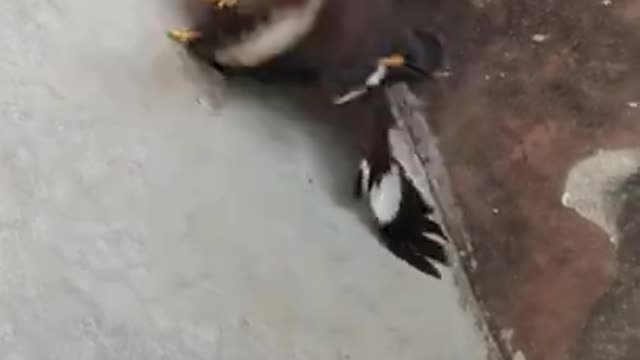 Intense bird fight for food in backyard