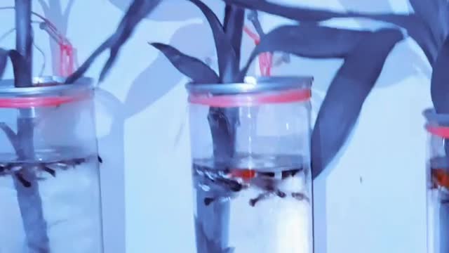 Guppy fishes are playing in the middle of the tree pot .