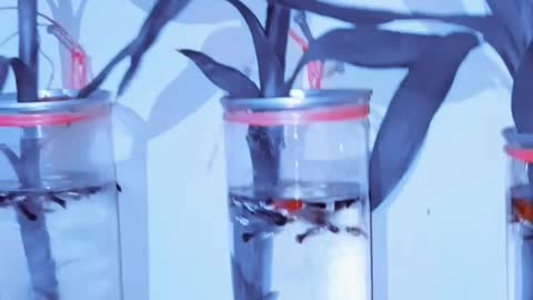 Guppy fishes are playing in the middle of the tree pot .