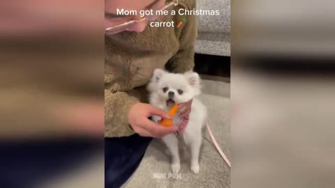 Very cute and funny dogs and cats