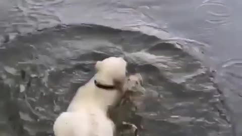 Aweeee Oops!! Funny Dog
